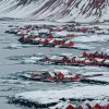 An Icelandic fishing village of red houses amidst the ice_